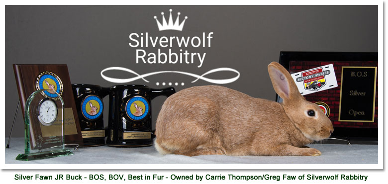 Best Opposite Siler - 2017 ARBA Convention - Owned by Carrie Thompson & Greg Faw, Silver Wolf Rabbitry