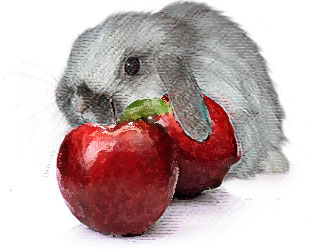 American Fuzzy Lop kit with Washington apples