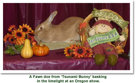 A Fawn doe from Tsunami Bunny basking in the limelight at an Oregon show