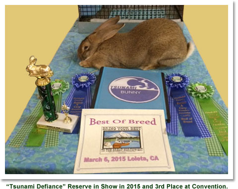 Tsunami Defiance - Sandy Flemish buck RIS previously and 3rd place at the 2015 Convention