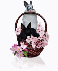 Young Polish rabbits in Easter basket with pink blossoms - Polish courtesy of Kathi Groves, Gilroy, CA