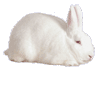 Florida White Rabbit Breeders Assoc