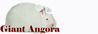 Giant Angora