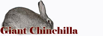 Giant Chinchilla