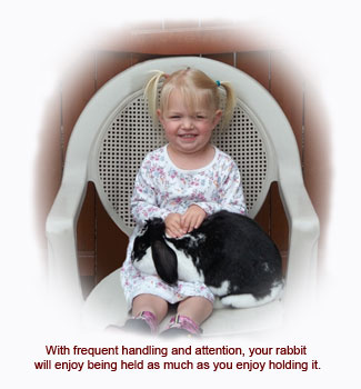 With frequent handling and attention, your rabbit will enjoy being held as much as you enjoy holding it.