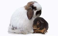 There are 47 rabbit and 13 cavy breeds currently accepted by the ARBA.